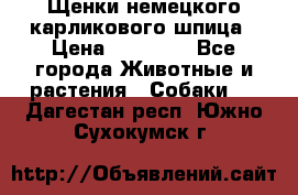 Щенки немецкого карликового шпица › Цена ­ 20 000 - Все города Животные и растения » Собаки   . Дагестан респ.,Южно-Сухокумск г.